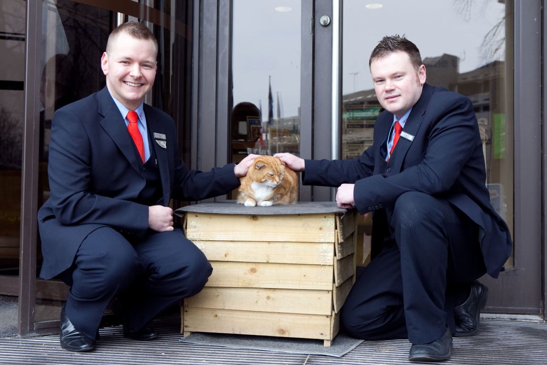 For years, Manchester Airport had a mascot in Olly, a one-eared tabby that wandered into the airport and called it home. 