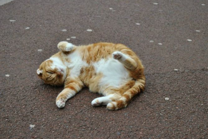 For years, Manchester Airport had a mascot in the form of Olly, a one-eared tabby cat that wandered into the airport one day and called it home. 