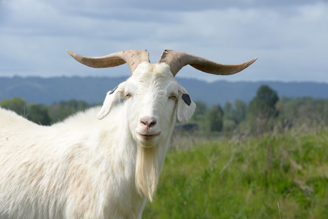 Port of Portland employed goats to manage vegetation around the airport.