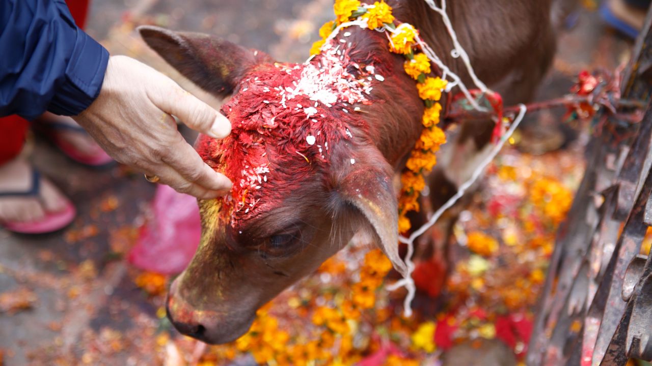 Nepali devotees worship a cow as part of the Tihar festival in Kathmandu, Nepal, on Wednesday, November 11. Diwali, or Tihar, also known as the festival of lights, is celebrated by millions around the world.