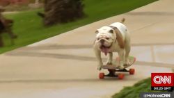 skateboarding.bulldog.breaks.record.zian.asher.pkg_00002628.jpg