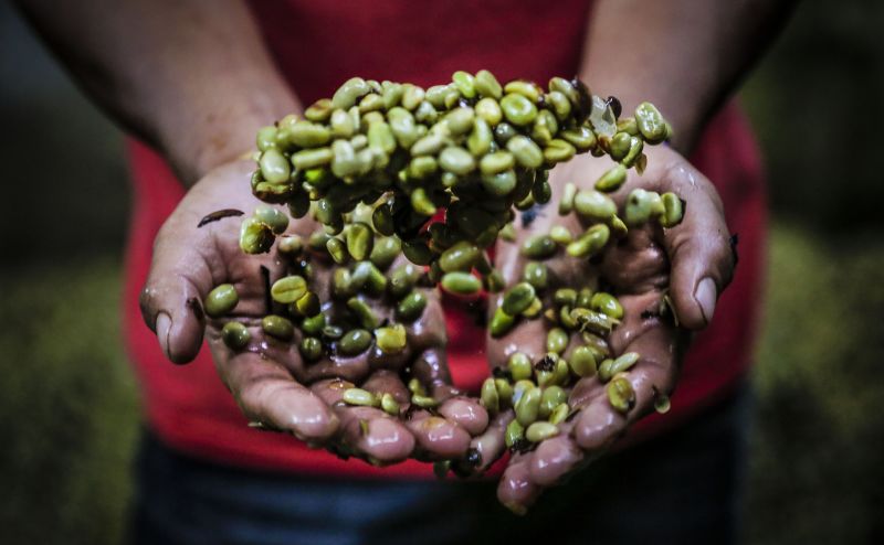 Green coffee diet peddlers settle with feds CNN Business