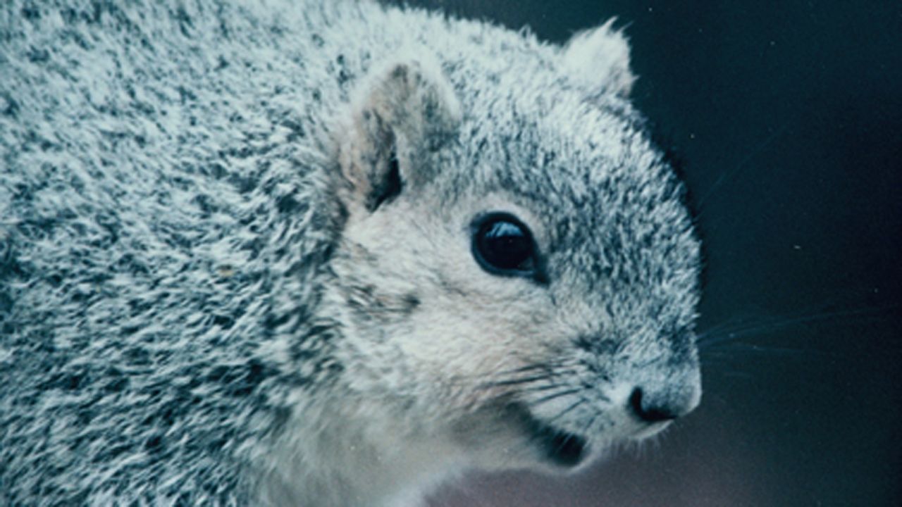 Thanks to conservation efforts by states, landowners and others, the <strong>Delmarva Peninsula fox squirrel</strong> -- native to Mid-Atlantic states -- is no longer at risk of extinction. One of the animals included on the first list of endangered species nearly a half-century ago, the squirrel was set to be removed from the list in December 2015, the U.S. Department of the Interior said. 