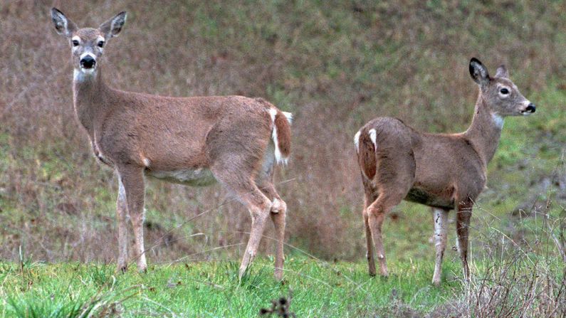 <strong>Columbian white-tailed deer</strong>, native to Oregon and Washington, were officially listed as endangered in 1967. They were removed from the list in 2003 after the population grew from less than 2,000 to more than 5,500. 