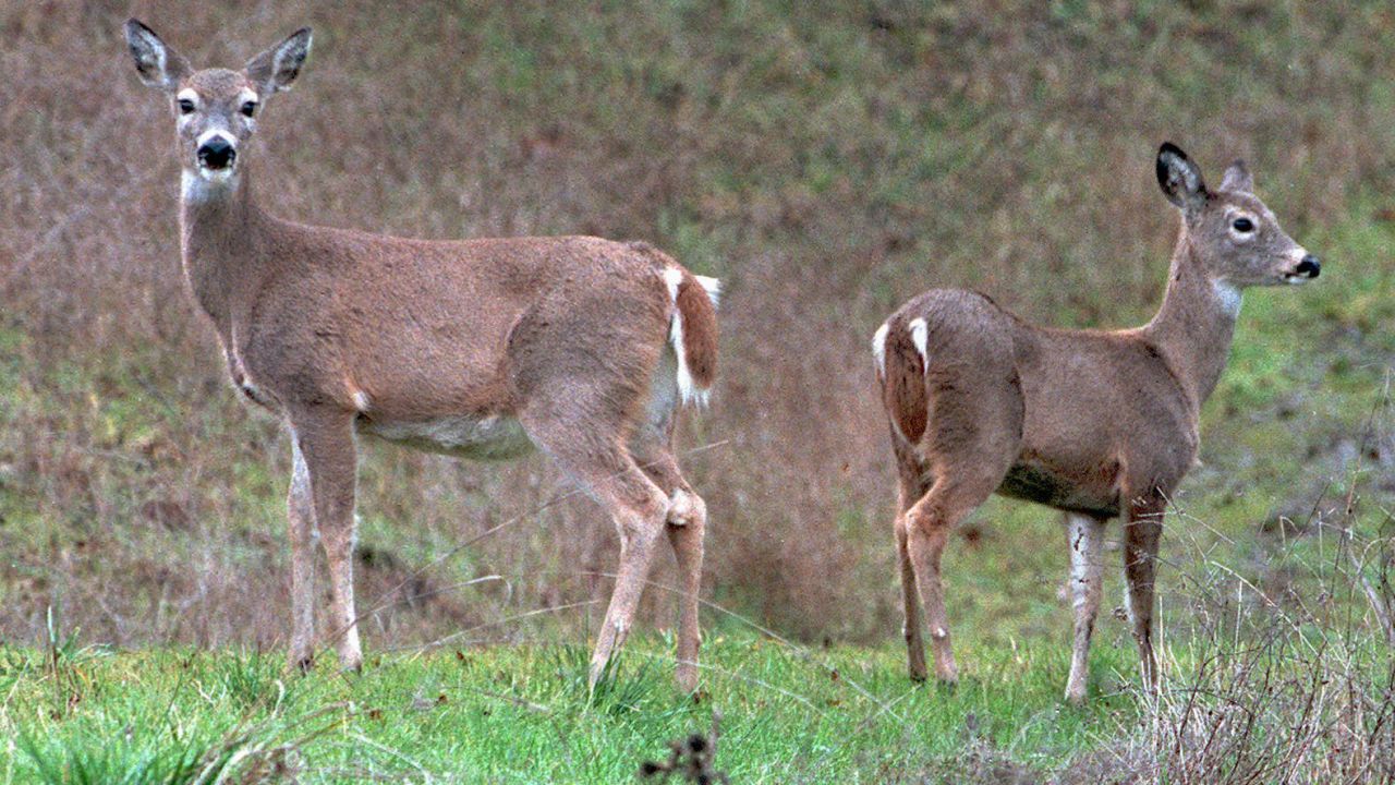 <strong>Columbian white-tailed deer</strong>, native to Oregon and Washington, were officially listed as endangered in 1967. They were removed from the list in 2003 after the population grew from less than 2,000 to more than 5,500. 