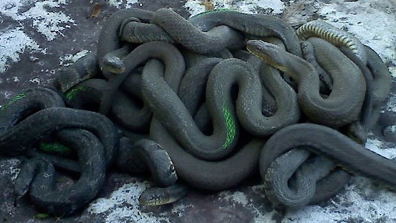 The <strong>Lake Erie water snake</strong>, native to the Great Lake's waters between Cleveland and Toledo, Ohio, was removed from the endangered species list in 2011. The snakes grow to more than 3 feet in length and are not venomous.