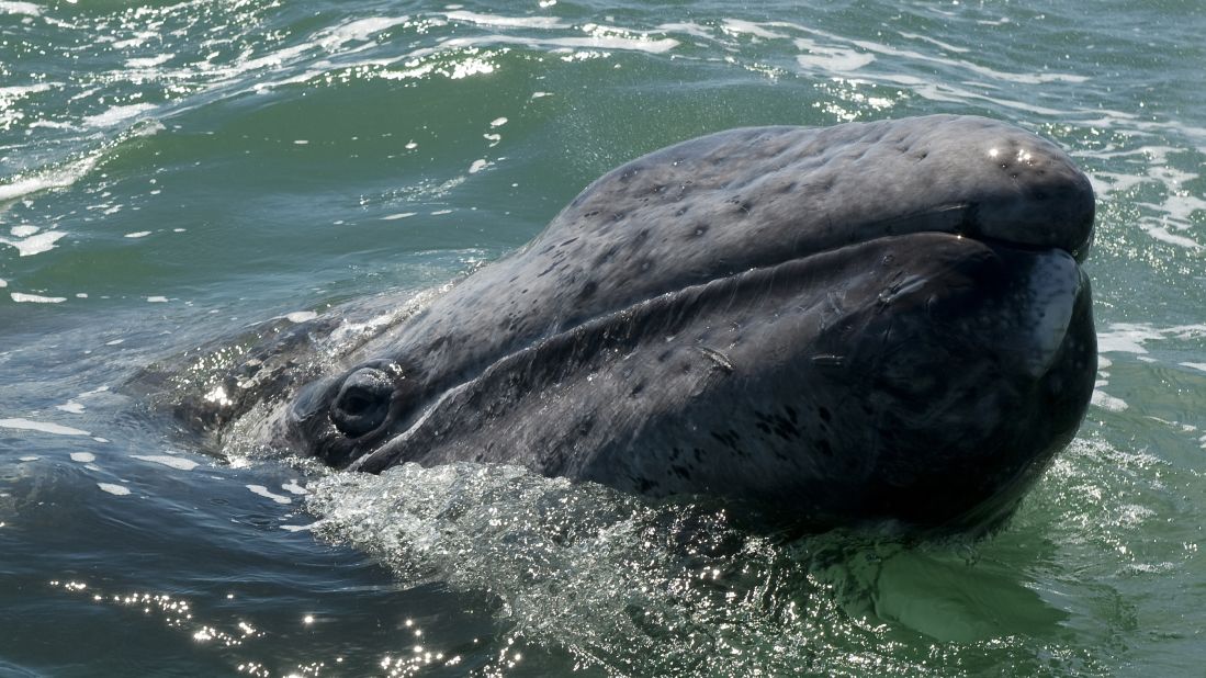 A <strong>gray whale</strong> calf emerges from the waters off Baja California, Mexico, in 2010. The Pacific gray whales have been protected since 1970 and are at the center of a growing whale-watching industry. They were removed from the endangered species list in 1994, although climate change has impacted their food chain and caused their numbers to decline again in recent years. 