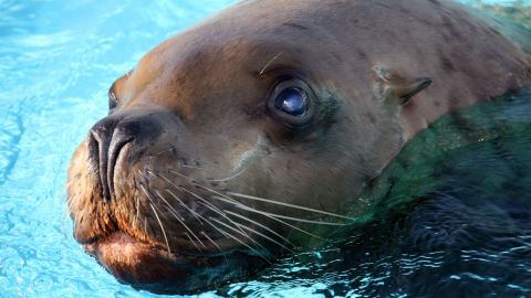 The <strong>Steller sea lion</strong>, native to Alaska, was removed from the list in 2013 after 23 years of federal protection.