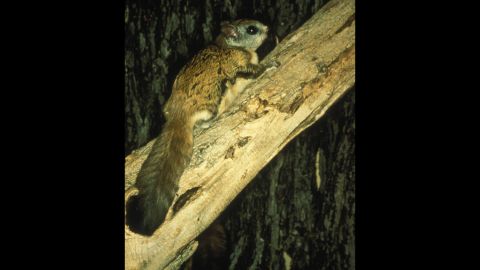 The <strong>Virginia northern flying squirrel </strong>was in danger of extinction in 1985, when scientists documented only 10 remaining animals. But its population made a comeback, and the squirrel was removed from the list in 2013. The squirrel is native to West Virginia and, yes, Virginia. It doesn't really fly, although membranes between its legs serve as "wings" and let it glide from tree to tree.