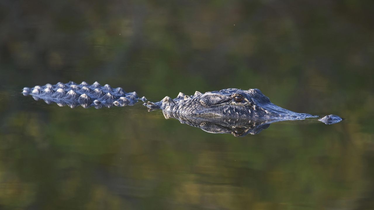 The <strong>American alligator</strong> was placed under federal protection in 1979 and removed eight years later thanks to limits on alligator hunting, which had depleted the species. 