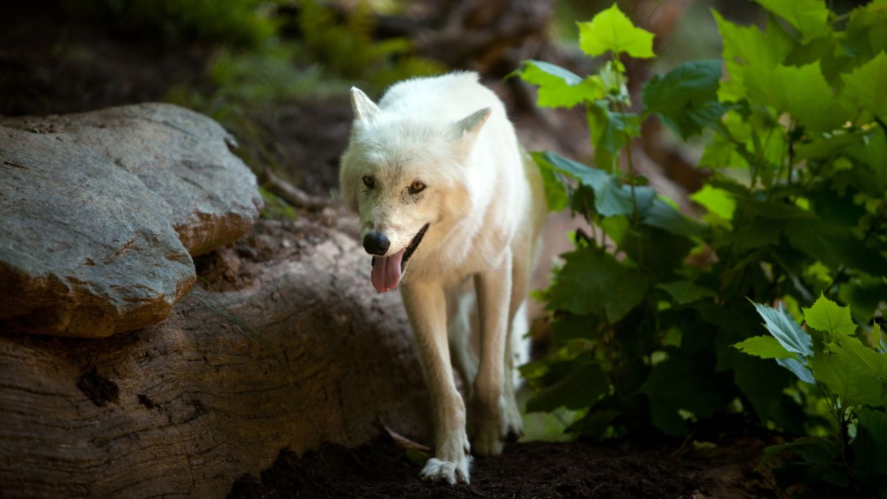 The <strong>gray wolf</strong>, which can be found in wilderness areas of the northern American West and Canada, was listed as endangered in 1978. After its populations recovered, the wolf was taken off the list in 2011.