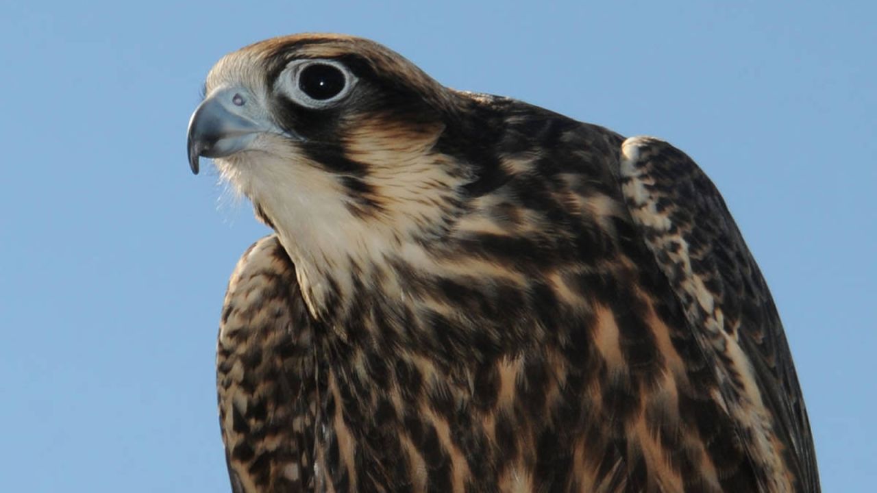 The <strong>American peregrine falcon </strong>was classified as endangered in 1970 after its population was decimated by pesticides. By 1975, there were only 324 known nesting pairs of American peregrine falcons. Conservation efforts helped them rebound, and they were removed from the list in 1999. There are now more than 2,000 known breeding pairs of the birds in North America.