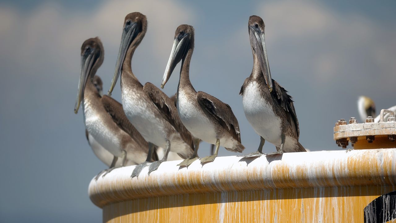 Adult <strong>brown pelican</strong>, found in the coastal Atlantic and the Gulf of Mexico, can reach up to 8 pounds and have wingspans of over 7 feet. The birds were listed as endangered in 1970 but taken off the list in 2009.