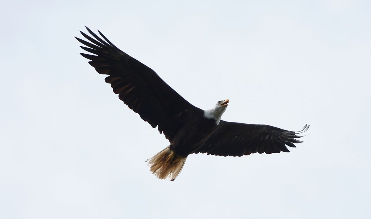 The <strong>bald eagle</strong>, a revered American national symbol, was famously endangered for 40 years. By 1963, only 417 known nesting pairs of bald eagles remained in the U.S. Vigorous conservation efforts revived the handsome bird, and it was removed from the list in 2007. Today there are more than 10,000 nesting pairs of bald eagles in the contiguous United States. 