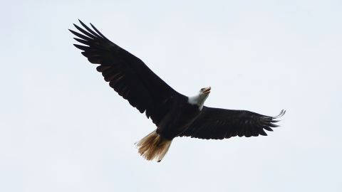 PONTE VEDRA BEACH, FL - MAY 10:  A bald eagle soars over the golf course during the third round of THE PLAYERS Championship on the stadium course at TPC Sawgrass on May 10, 2014 in Ponte Vedra Beach, Florida.  (Photo by Sam Greenwood/Getty Images)