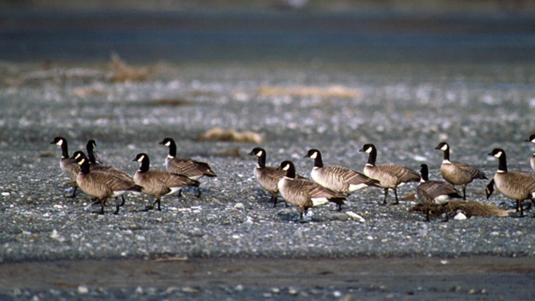 The <strong>Aleutian Canada goose</strong>, found in Alaska, Canada and the Pacific Northwest, numbered only in the hundreds in the mid-1970s. But efforts to recover the bird population were successful, and biologists estimated that there were 37,000 Aleutian Canada geese by the time the bird was removed from the list in 2001.