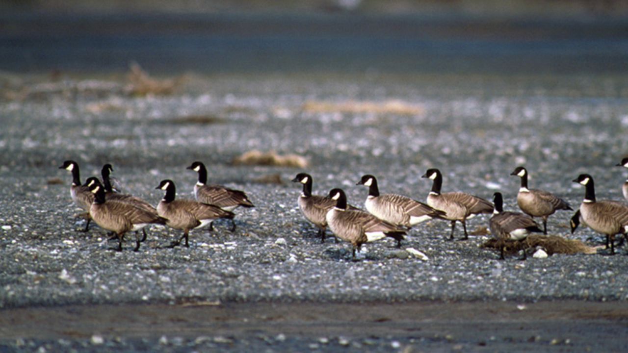 The <strong>Aleutian Canada goose</strong>, found in Alaska, Canada and the Pacific Northwest, numbered only in the hundreds in the mid-1970s. But efforts to recover the bird population were successful, and biologists estimated that there were 37,000 Aleutian Canada geese by the time the bird was removed from the list in 2001.