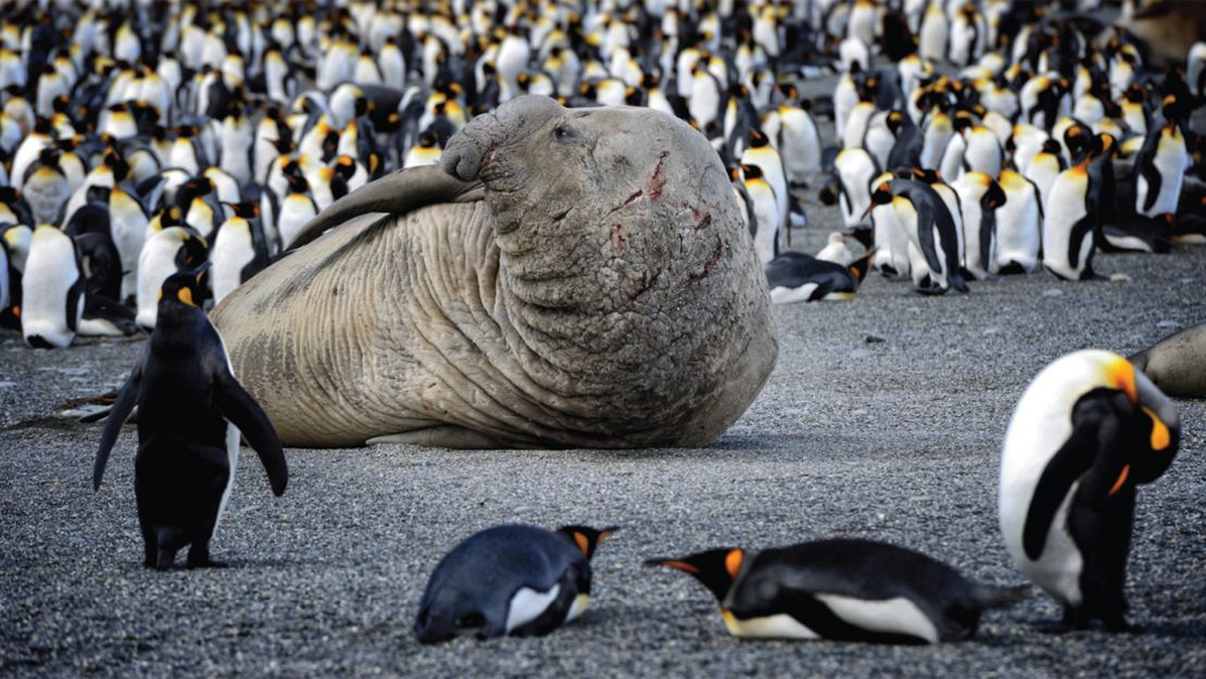 Elephant bull seals: Approach with caution. 