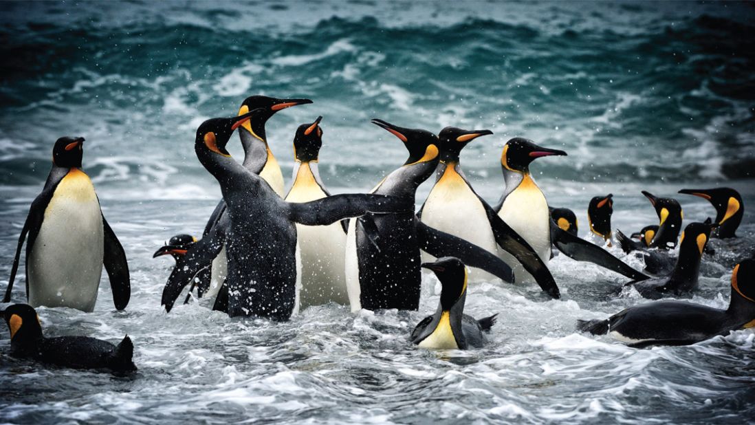 Award-winning nature photographer Alex Bernasconi's new book "Blue Ice" is a stunning set of wildlife and landscape images captured during an expedition to Antarctica. These king penguins were spotted at Salisbury Plain in South Georgia. 