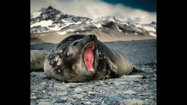 "Elephant seals are massive and can be ill-tempered," says Bernasconi, so you need to approach them with caution. "It's important to never forget that wild animals can be unpredictable."