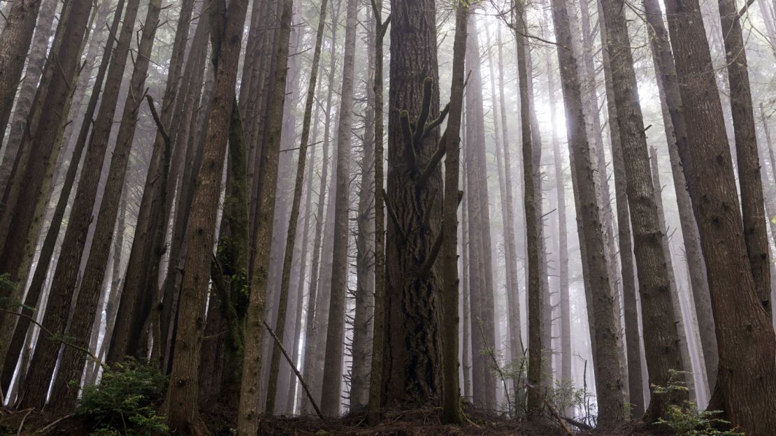 The thrilling speedbike chases in "The Return of the Jedi" through the forests of Endor -- the home of the furry Ewoks -- were filmed among California's giant redwoods.