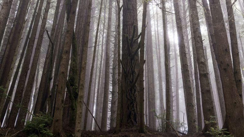 <strong>Endor (Redwood National and State Parks, California): </strong>The thrilling speedbike chases in "The Return of the Jedi" through the forests of Endor -- the home of the furry Ewoks -- were filmed among California's giant redwoods.
