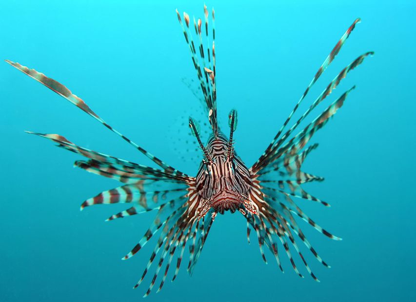 Lionfish have swarmed the U.S. East Coast, wiping out local species. The good news is, they taste great in sushi form. 