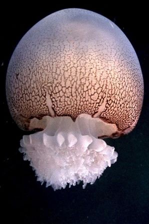 The cannonball jellyfish is a popular salad ingredient in Asia, and is now turning up on menus in its adopted home of North America. 