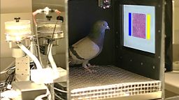 Pigeons were trained to read samples of breast tissue to look for cancer