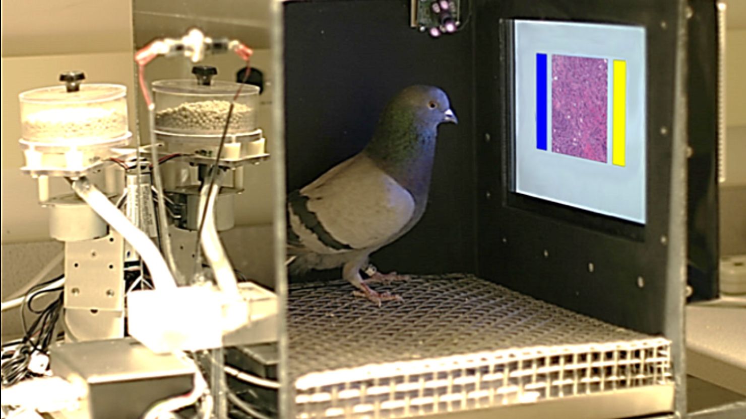 Pigeons were trained to read samples of breast tissue to look for cancer.