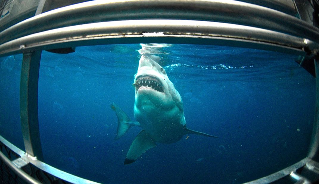 It's the stuff of nightmares for some, but encounters with the white shark can be as exhilarating as they are terrifying. Cage-diving expeditions for the brave are operated around the  Neptune Islands -- a series of uninhabited islets 30 kilometers southeast of Cape Catastrophe in South Australia frequented by the sharks.