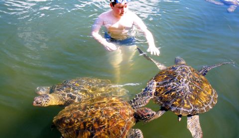 Saleaula Turtle Reserve in the northeast corner of Savai'i -- Samoa's largest island -- is a safe haven for green turtles and the place for a safe turtle encounter.