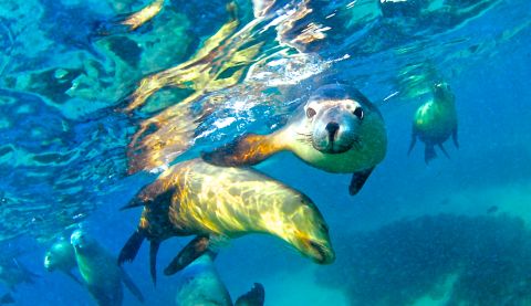 The largest remaining colonies of Australian sea lions are found on the islands of South Australia. Among them, Hopkins Island is the the most accessible destination to see the adorable mammal.