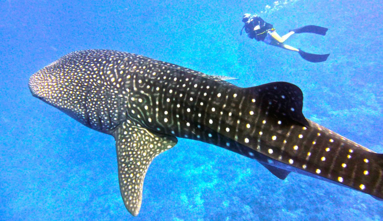 Swim with 5 ocean giants | CNN Swim with 5 ocean giants | CNN