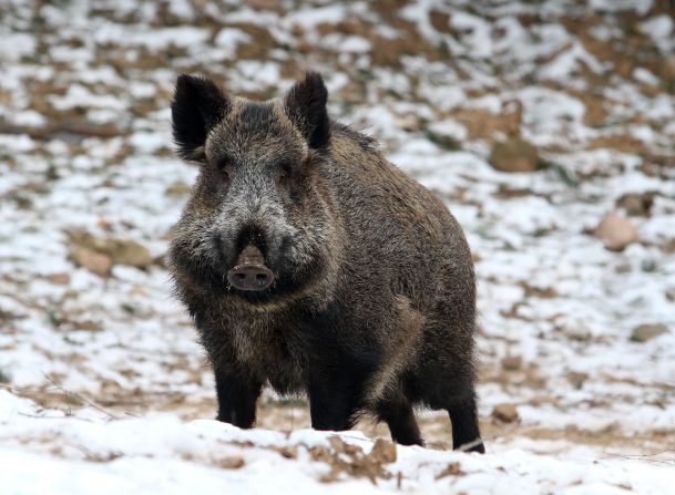 Feral pigs are believed to cause over $50 million worth of damage each year in the U.S.  But people in the southern states know they taste pretty good on the barbecue. 