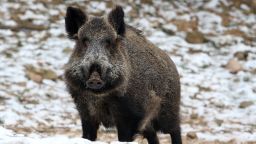 TO GO WITH AFP STORY BY VAIDOTAS BENIUSIS 

A wild boar stands in the forest in Varcia, Alytus region, Lithuania, on February 2, 2014. It's open season on wild boar after Vilnius ordered a record cull amid an outbreak of African swine fever that has prompted Russia to ban pork imports from across the European Union. AFP PHOTO / PETRAS MALUKAS        (Photo credit should read PETRAS MALUKAS/AFP/Getty Images)