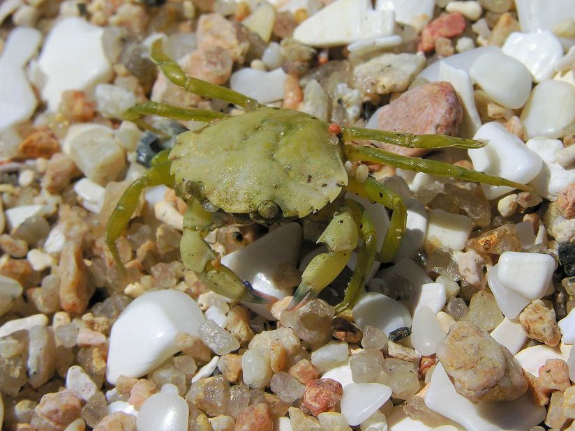 The European green crab has devastated native species in the U.S. Note to chefs: It's delicious stir-fried or in soups. 