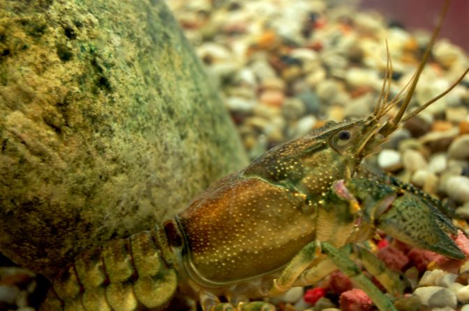 Rusty crayfish has spread north from the Ohio region, displacing local crayfish, but can be eaten the same way -- and they taste just as good. 
