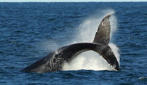 Thanks to a successful wildlife recovery program, the number of humpback whales has increased in recent years. Humpback sighting is a popular activity in the southern waters like Australia. The species migrate to the north from June and return to the south in November.