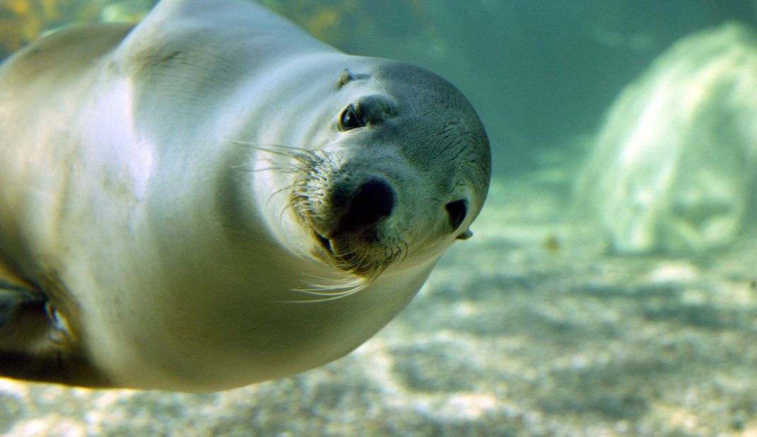 You may melt a little when encountering an Australian sea lion, also known as Labradors of the sea.