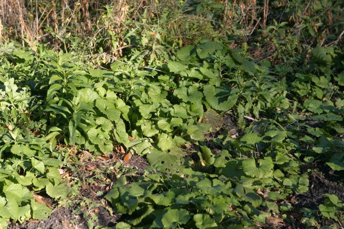 An aggressive Eurasian species of garlic mustard has spread across the U.S. Turn it into pesto, though, and it makes for delicious pasta. 