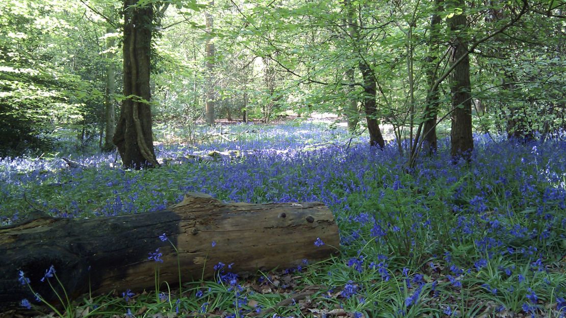 The tranquil glades of Whippendell Woods, just outside London, are the setting for one of the most controversial scenes in "Star Wars." These woods are so stunning not even Jar Jar Binks can spoil it. 