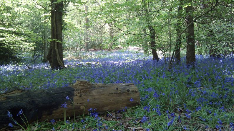 <strong>Naboo (Whippendell Woods, near Watford, UK): </strong>The tranquil glades of <a href="http://cassioburypark.info/whippendell-wood/" target="_blank" target="_blank">Whippendell Woods</a>, just outside London, are the setting for one of the most controversial scenes in "Star Wars." It's where the widely lambasted character of Jar Jar Binks makes his debut.