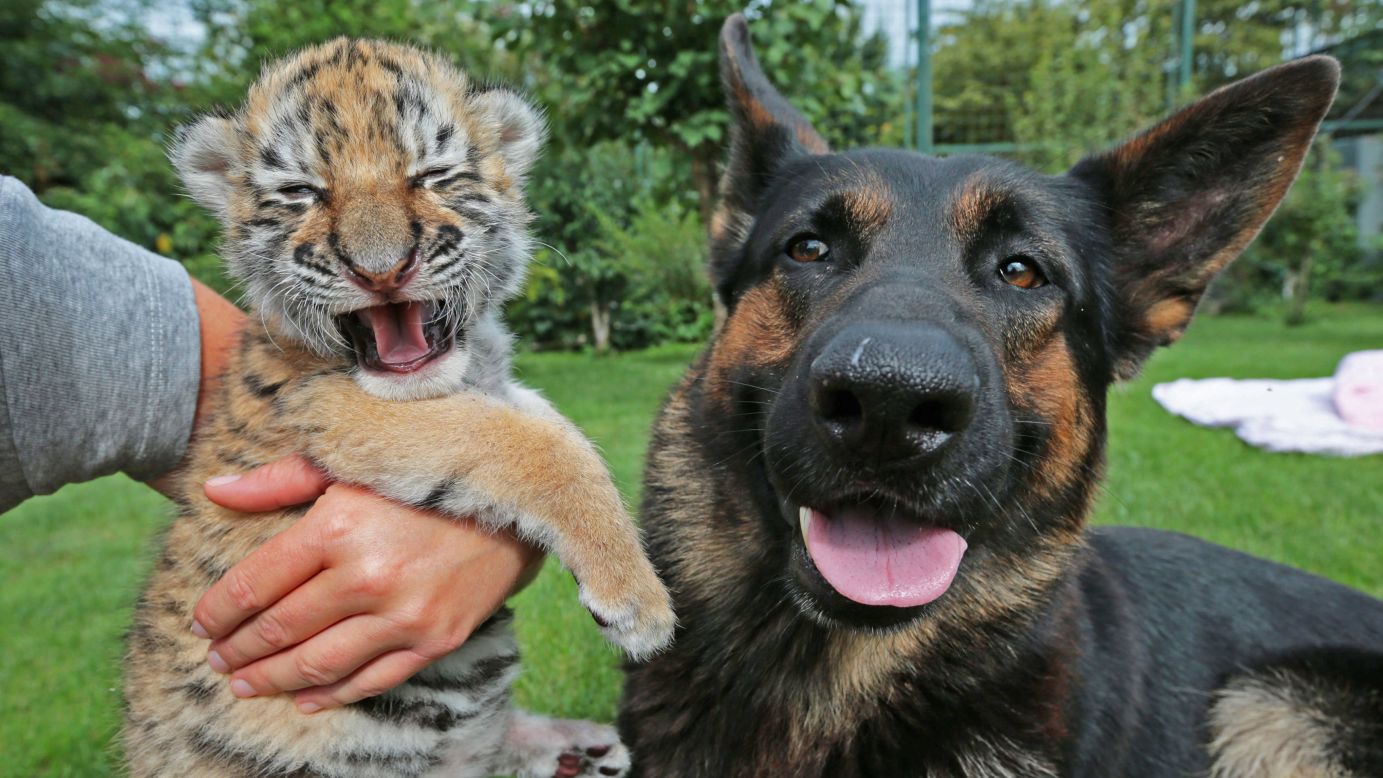 A tiger cub looks as though she is laughing Tuesday, July 28, in Senec, Slovakia. The 2-week-old cub had been rejected by her mother at the Siberian Tiger Oasis in Senec. A team of volunteers, including this dog, took over parenting duties for the inexperienced mother.