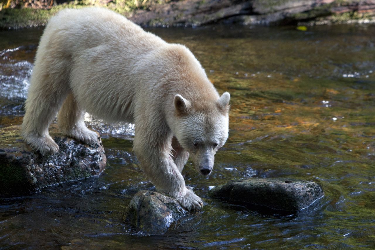 Canada's rare white-furred spirit bear. 
