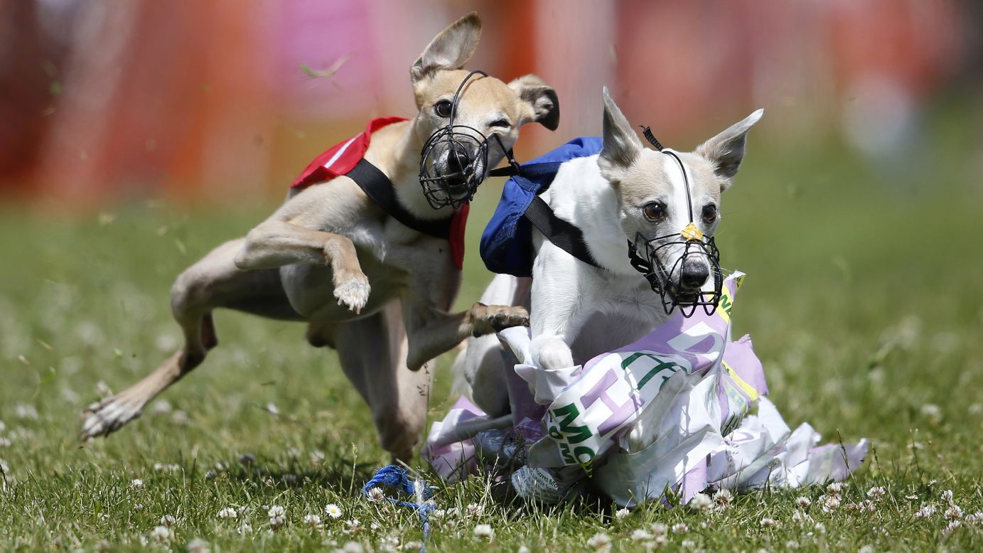 Whippets catch the plastic lure after a race in Fordingbridge, England, on Sunday, June 14.
