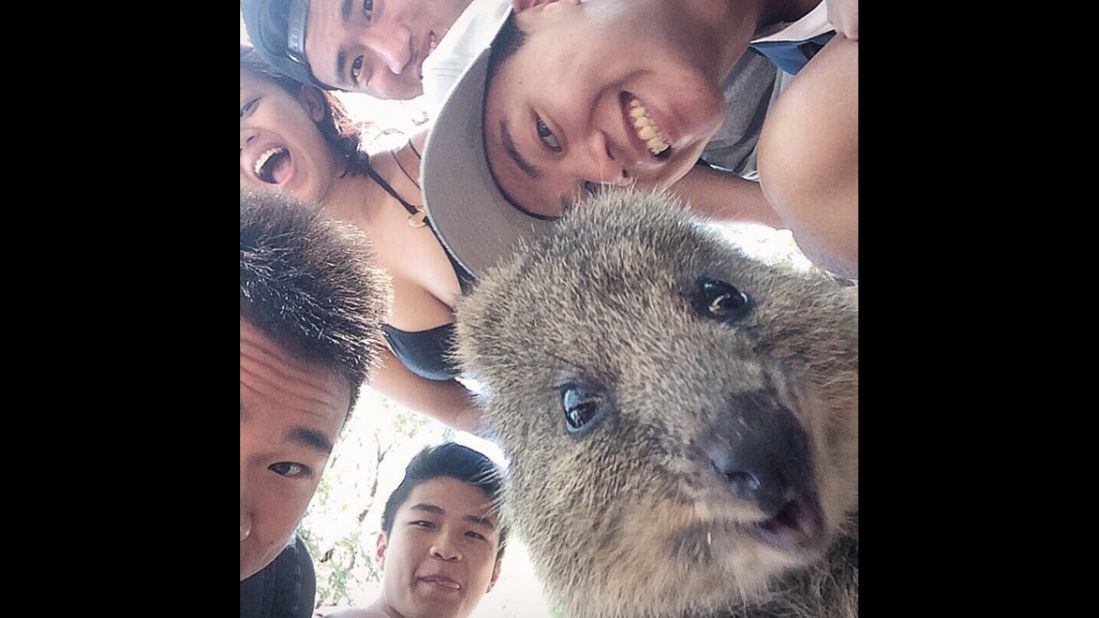 College student Joshua Chuah and his friends take a selfie with a quokka Sunday, March 1, on Australia's Rottnest Island. "Made a new furry friend on the island today," <a href="https://instagram.com/p/zr4TF9rndq/?modal=true" target="_blank" target="_blank">Chuah said on Instagram.</a> Taking selfies with quokkas became something of <a href="http://www.neatorama.com/2015/03/02/The-Quokka-is-the-Latest-Selfie-Quirk/" target="_blank" target="_blank">a trend on social media.</a>