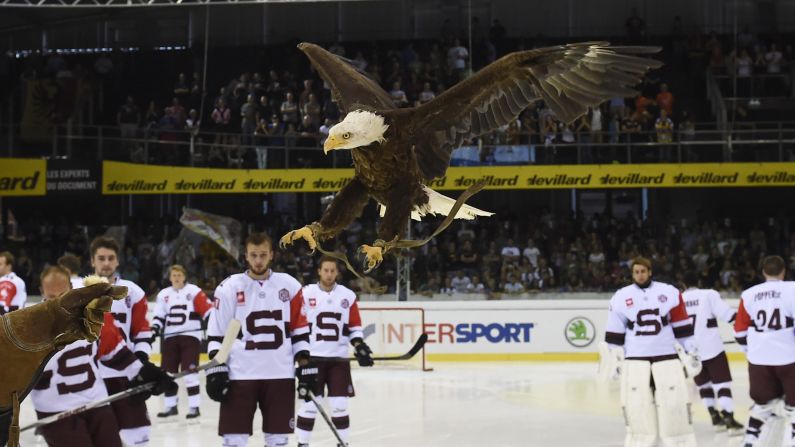 The eagle mascot of Swiss hockey team Geneve-Servette flies over the players of Sparta Prague before a Champions League hockey game Saturday, August 22, in Geneva, Switzerland.