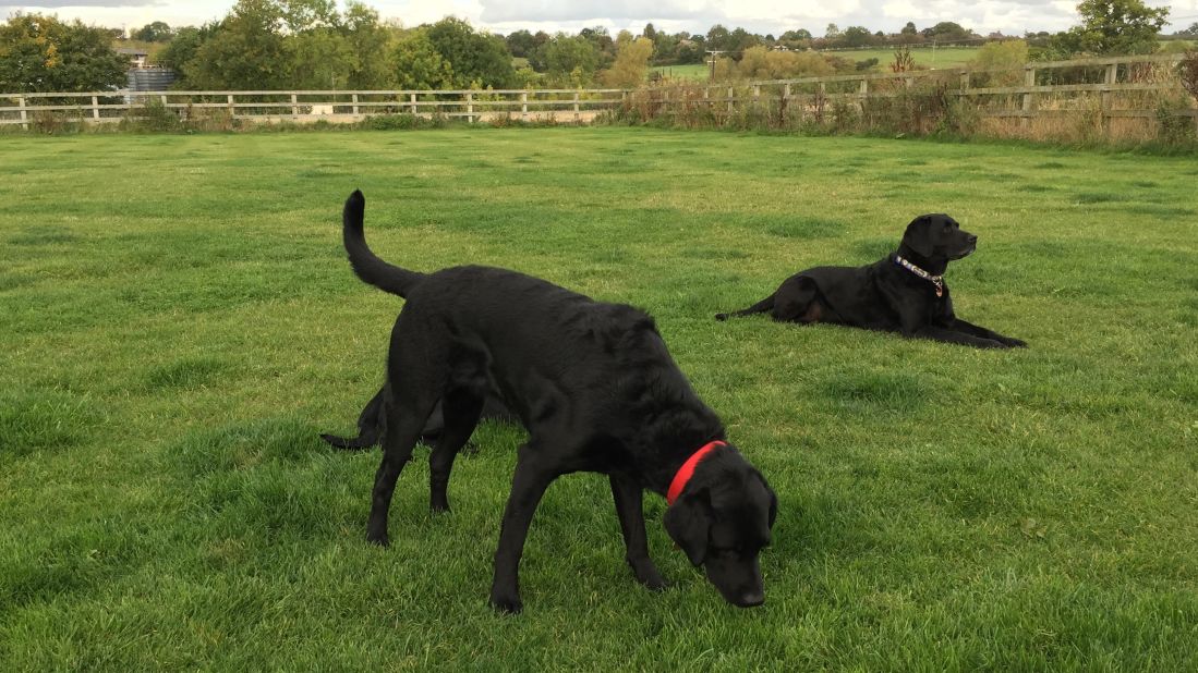 Karry, who is one-quarter curly-coated retriever and three-quarters Labrador, was too excitable to be a medical assistance dog for diabetics, so all that energy is now focused on problem solving. She's learning to sniff out prostate cancer. 