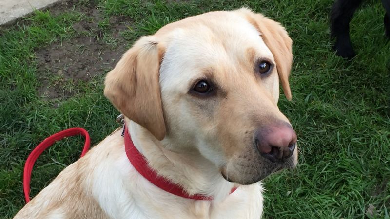 Labrador retrievers named America's most popular dog | CNN